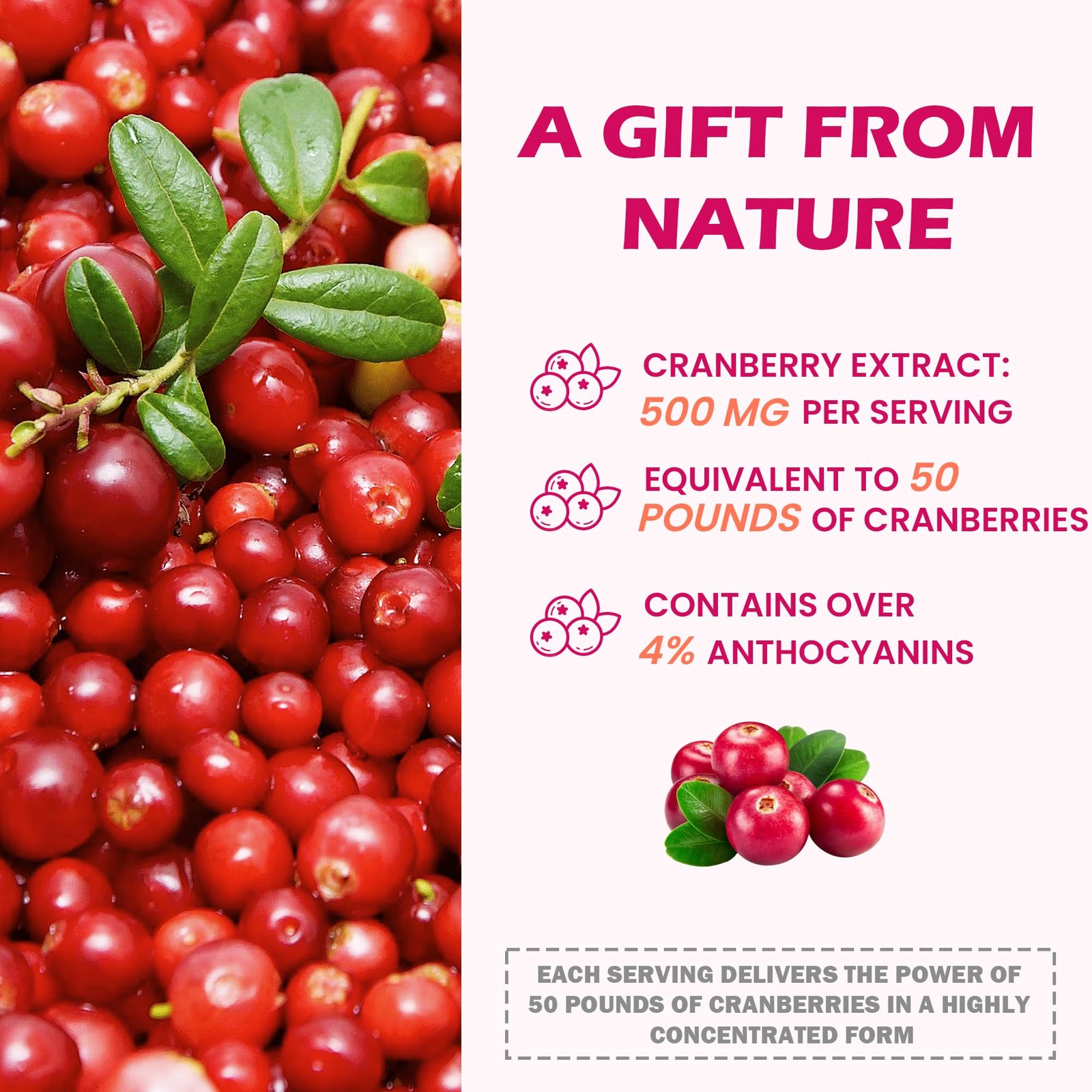 23-in-1 Kidney Cleanse Detox & Repair with 50:1 Cranberry Extract | Botanical Formula for Urinary Tract Wellness | 60 Capsules - Image 5